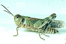 Adult male.