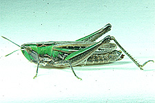 Adult female.