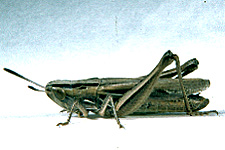 Adult male.