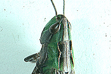 Dorsal view of head and pronotum, showing carinae.