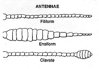 Note antennal forms. 