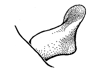 Cercus.