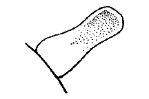 Cerci.