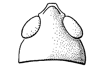 Note that the lateral foveolae are not visible from above. 