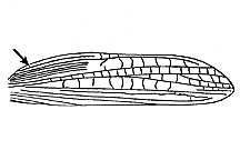 Region of tegmina with 13-14 longitudinal veins.