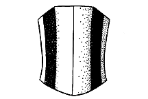 Note posterior margin of pronotum.