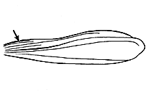 Male tegmen (note location of 4-5 longitudinal veins).