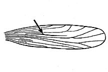 Note location of stridulating rasp on intercalary vein of tegmina.