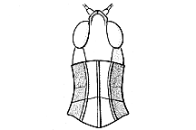 Note posterior margin of pronotum.