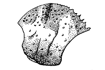 Side view of pronotum.