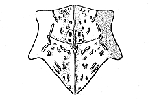 Note posterior margin of pronotum. 