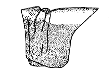 Side views of pronotum, showing two transverse sulci in median carina.