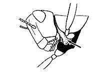 Spine between front legs.