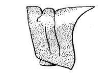 Side views of pronotum, showing two transverse sulci in median carina.