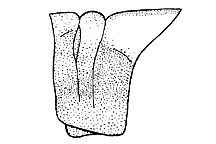Side view of pronotum.