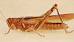 Adult female.