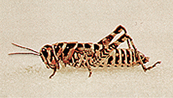 Adult female.