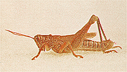 Adult male. 