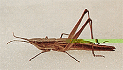 Adult female.
