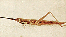 Adult male.