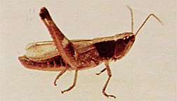 Adult male (note entirely black lateral lobes of pronotum).