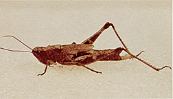 Adult female.