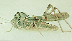 Adult male.