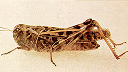 Adult female.
