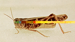 Adult male.