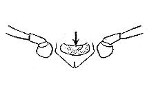 With only a small spine between front legs.