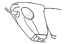 Note oblique shape of head. 