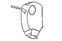 Note vertical orientation of face. 