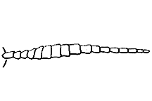 Ensiform antenna.