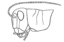 ""