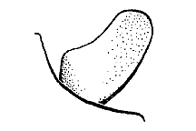Cercus.