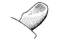 Cercus.