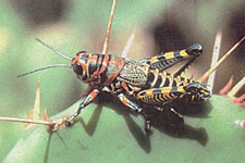 Adult.