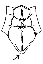 Note posterior margin of pronotum.