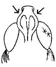 Note that the lateral foveolae are not visible from above. 