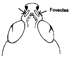 Note lateral foveolae visible from above. 