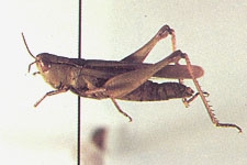 Adult female.