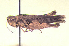 Adult.