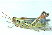 Adult female. 