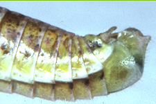 End of male abdomen (note preapical tubercle on subgenital plate).