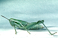 Adult female.