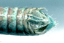 End of male abdomen.