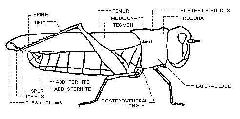 Figure 1. Side view of male grasshopper. 