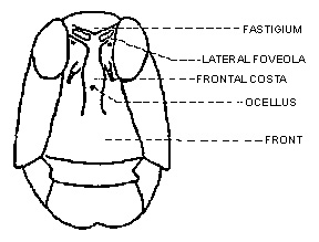 Figure 2. Front view of head of a grasshopper. 