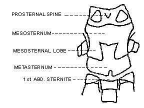 Figure 3. Ventral view of thorax and part of abdomen of Schistocerca lineata. 