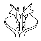 Caudal view of aedeagus.